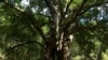 Forest video cover