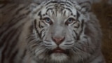 Белый тигр по кличке Алекс &mdash; один из 27 зверей, ожидающих эвакуации в безопасное место из Центра спасения диких животных в селе Чубинское Киевской области.<br />
<br />
Алекса спасла 51-летняя Наталья Попова. Экономист по профессии, не имеющая опыта работы в ветеринарном деле, она <a href="https://dcyh5l5lgidpq.cloudfront.net/a/ukrainian-rescue-wild-animals-war/31978619.html" target="_blank">спасает </a>экзотических и домашних животных, брошенных после российского вторжения в Украину