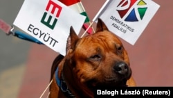 Életkép a 2014-es parlamenti választási kampányban