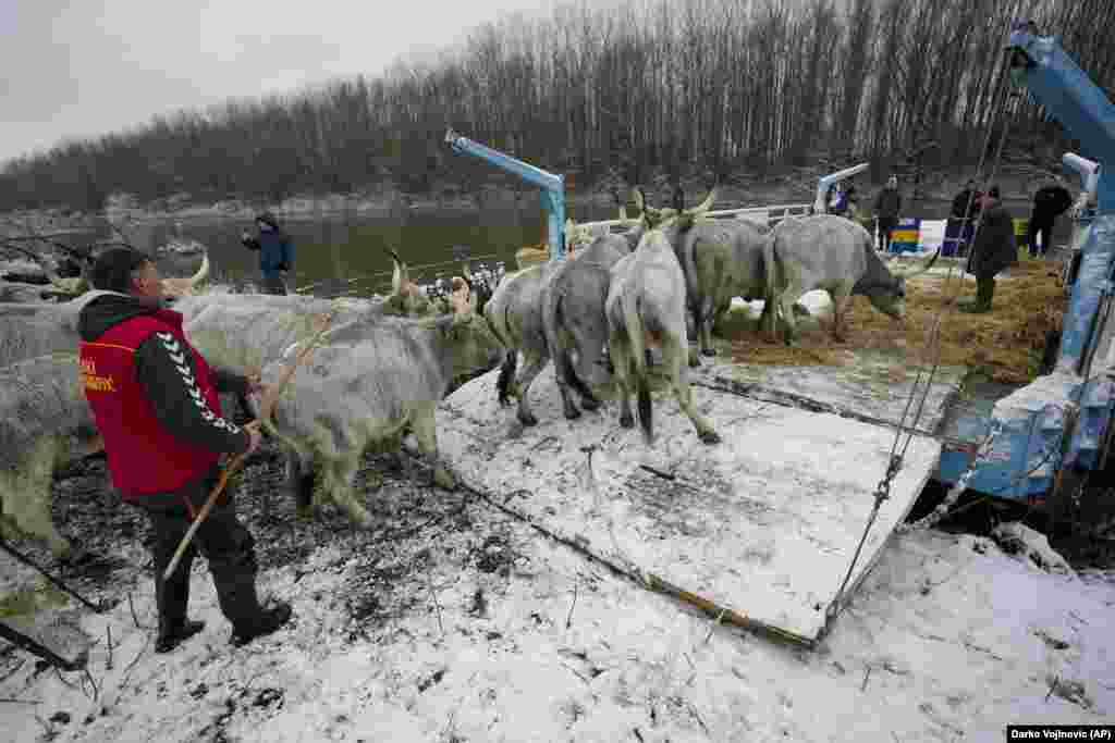 Fermierii evacuează vitele de pe insulă. Situația dificilă a celor aproximativ 130 de animale blocate a atras atenția presei și opiniei publice din Serbia.&nbsp;(Foto: Darko Vojinovic, AP)