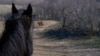 Horse shelter cover