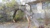Повалене дерево через шторм у Севастополі, архівне фото