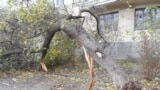 Повалене дерево через шторм у Севастополі, архівне фото
