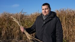 Ar putea orașul Chișinău să treacă de la gaz la biomasă? Potențialul plantei miscanthus