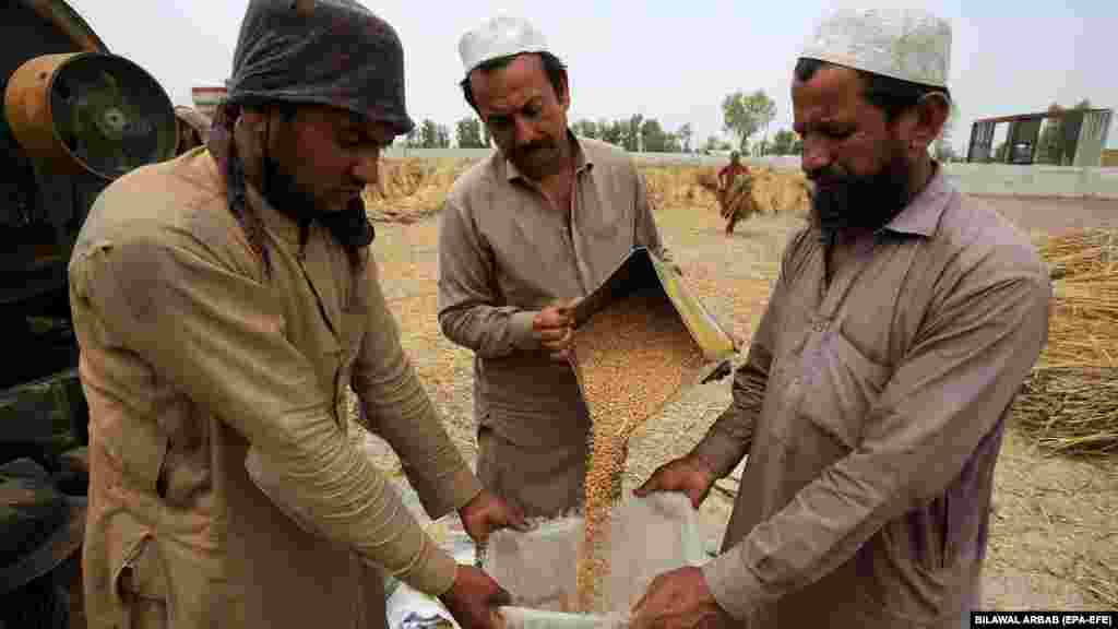 Fermerët pakistanezë klasifikojnë kokrrat e grurit që kanë mbledhur, pasi ato janë shkundur gjatë procesit të korrjes në një fshat në periferi të Peshavarit. Qendra Uilson, një institut kërkimor jopartiak, raportoi më 6 mars se 77 milionë pakistanezë janë të uritur dhe 45 milionë të tjerë janë të kequshqyer. &nbsp;