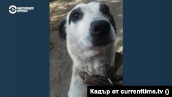 Кучето на Елена Ягупова.