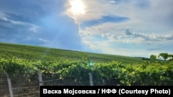 Берба на грозје во регионот на Неготино 