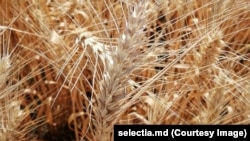 Polonia, Ungaria, Slovacia și Bulgaria au interzis, în aprilie, importurile de cereale ucrainene pentru a proteja agricultorii autohtoni.