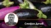 Колаж от снимка на автора и зеленчука патладжан. 