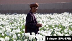 Një fermer afgan në një fushë të mbjellë me lulëkuqe. Kandahar, 15 mars 2022. 