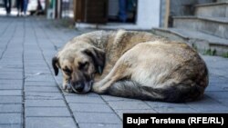 Qen endacak në Prishtinë