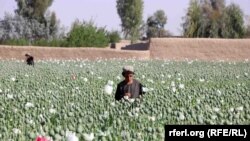 Afganistanski farmer skuplja plodove maka na polju u provinciji Kandahar. Zabeleženo 29. marta 2022.
