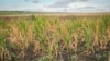 La inițiativa opoziției, Parlamentul a creat o comisie pentru a găsi soluții la criza din agricultură