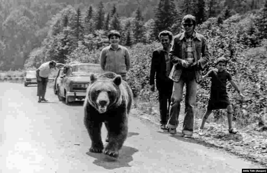 Un urs și câțiva turiști pe drumul Transfăgărășan în 1982 Un comentator de pe pagina de Facebook a arhivei spunea că ursul era cunoscut ca un celebru „cerșetor” în acea trecătoare montană.