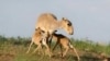 Saiga antelopes (file photo)