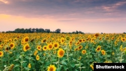 @Shutterstock