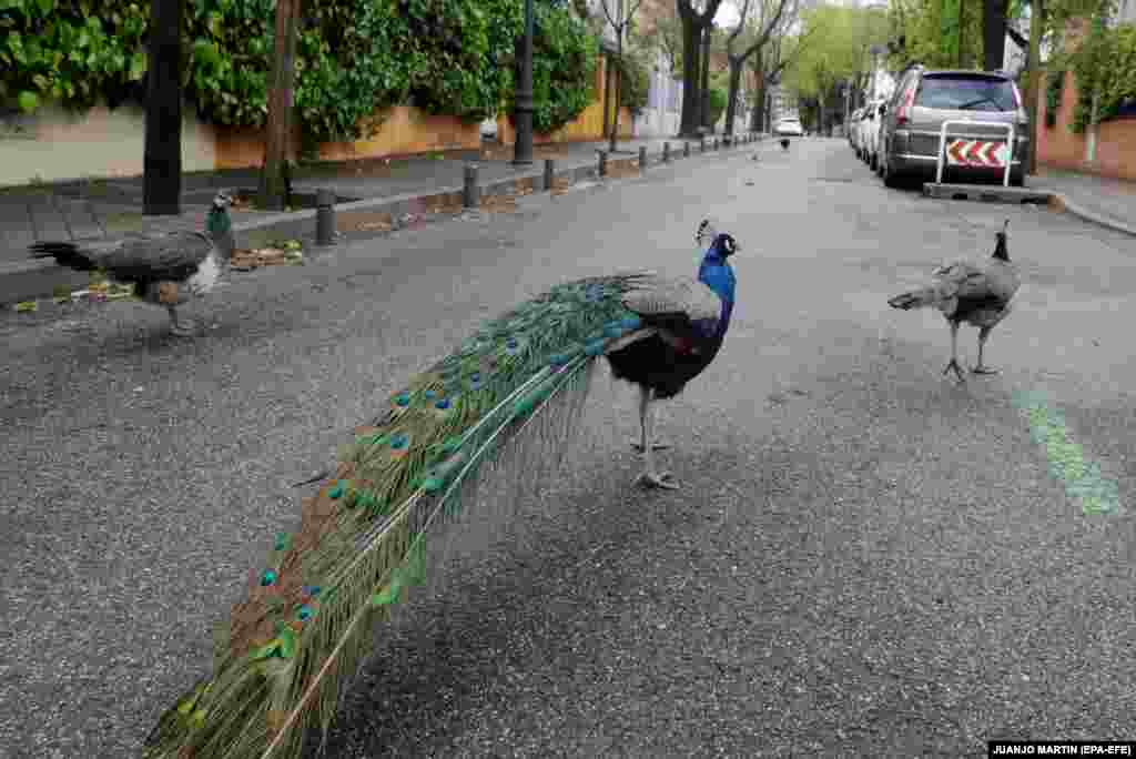 Павлины в Мадриде