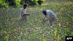 Lulëkuqe të mbjella në provincën Helmand të Afganistanit. Fotografi nga arkivi.