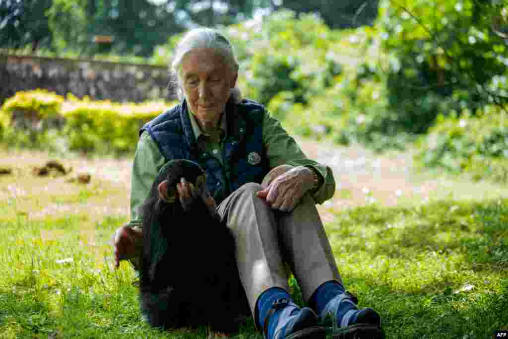 Jane Goodall angol etológus, antropológus és primatológus, a csimpánzok szociális és családi életének legismertebb kutatója. 2003-ban vehette át a díjat ugyanabban a kategóriában, mint Karikó Katalin.