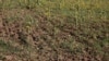Ion Chicu promite compensații pentru culturile lovite de secetă, dar spune că nu va tolera șantajul agricultorilor