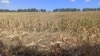 AIPA a aprobat primele cereri de compensații pentru pierderile suferite de agricultori