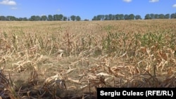 Secetă lângă Lăpușna, Hâncești, 11 august 2020