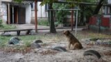 Kóbor kutyák gondozásában találta meg magát a végtagját elvesztő ukrán veterán