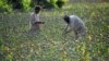 U.S. Sanctions Afghan Drug Ring