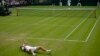 Wimbledon уже без українців