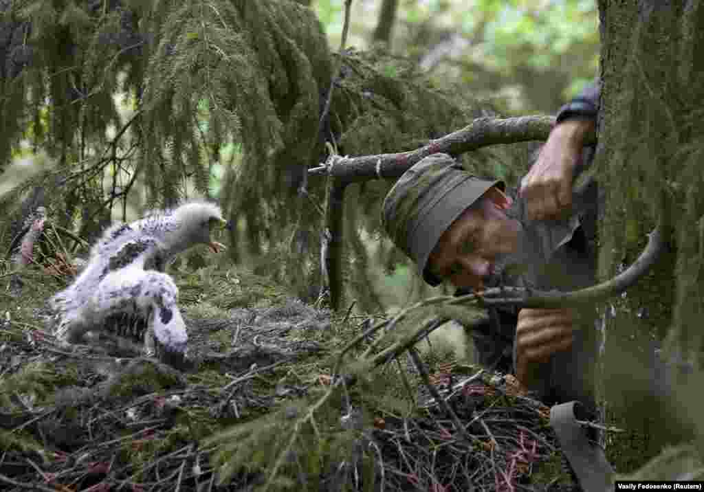 Иваноски го проверува гнездото на еден орел. Тој вели дека им се восхитува на орлите затоа што тие се &bdquo;моќни, горди и слободни - Како да не ги сакате?&ldquo;