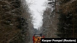 În pădurea Bialowieza...
