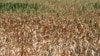 AIPA spune că a autorizat peste 192 de milioane de lei pentru agricultorii care au cerut despăgubiri de secetă