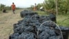 Sezona branja grožđa u vinogradima Plantaža, 23. septembar 2015.