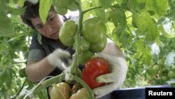 В законе предусмотрено кредитование до одного миллиона рублей индивидуальных предпринимателей и до полутора миллионов – юридических лиц – крестьянско-фермерских хозяйств и т.д.