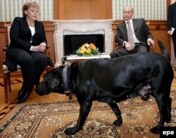 Angela Merkel stă timorată la întâlnirea cu Vladimir Putin, după ce este adus în cameră câinele Koni. Soci, 21 ianuarie 2007.