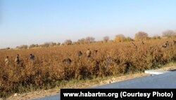 Soldații turkmeni culegând bumbacul în regiunea Mari. (foto arhivă)