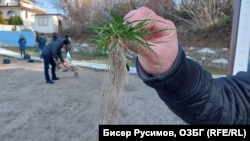 Според организаторите на неделната акция в "Росенец" плажът е умишлено затревен