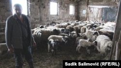 Adil Jahić sa svojim stadom ovaca