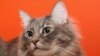 Оливер. <a href = "http://commons.wikimedia.org/wiki/Image:Oliver_cat.jpg" target=_blank>Wikipedia. Creative Commons</a>.