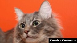 Оливер. <a href = "http://commons.wikimedia.org/wiki/Image:Oliver_cat.jpg" target=_blank>Wikipedia. Creative Commons</a>.