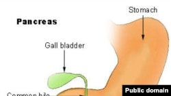 Pancreas - поджелудочная железа, ответственная за выработку инсулина