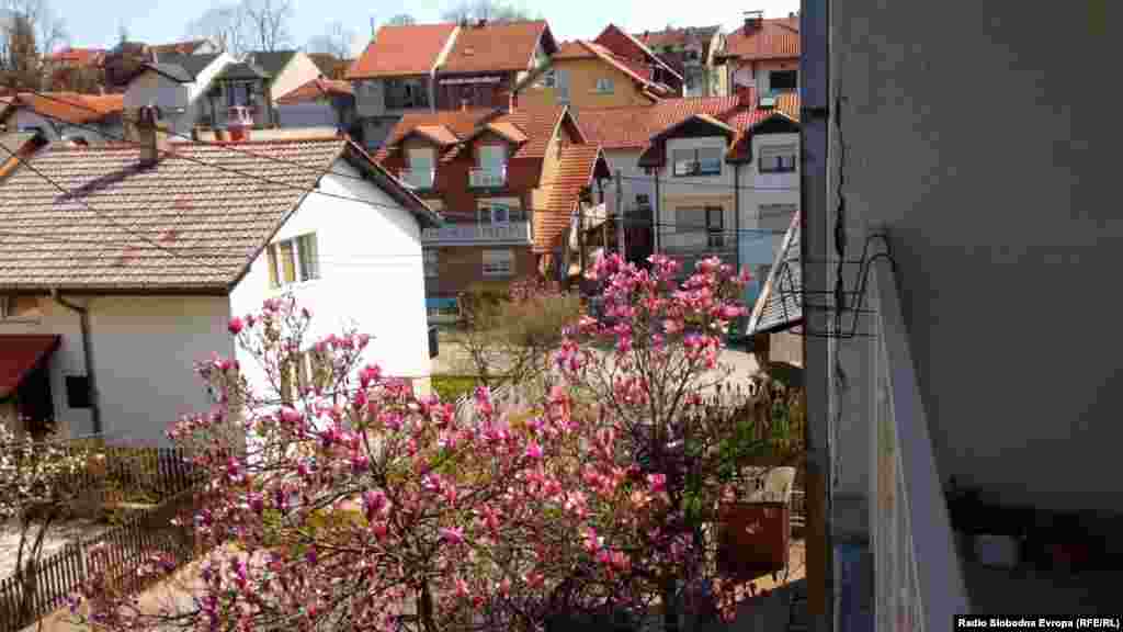 Ulica Živana Markovića u Valjevu može se slobodno nazvati i "ulica magnolija".