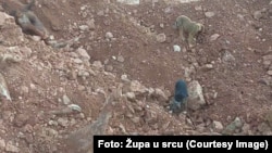 Ukoliko životinjski otpaci nisu dovoljno duboko zakopani, psi i divlje životinje otkopavaju