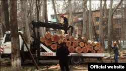 Вырубка чинар в Ташкенте. 