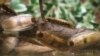 Blaberus giganteus — гигантский таракан