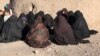 WATCH: Village Of Widows: The Afghan Drug Trade's Lethal Legacy