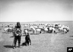 Një bari i ri mongol me kopenë e tij në vitet 1930.