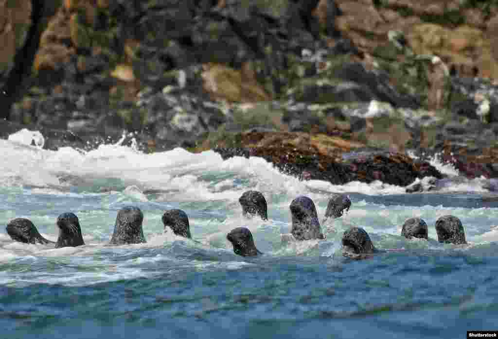 Seals swimming off Kunashir Island. Waters around the disputed islands teem with sea life worth an estimated $4 billion per year in potential fisheries value. Japanese authorities have vowed to carefully exploit the fishing and tourism potential of the Kuriles if Russia returns the four islands.&nbsp;