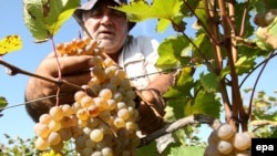 Лозарите се жалат дека цената за откуп на грозјето е за 50 отсто пониска од лани 