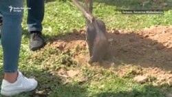Marš u čast žrtvama požara u COVID bolnici u Tetovu